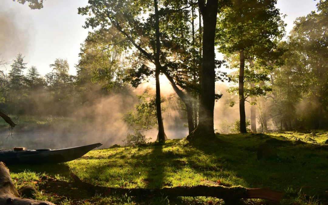 Vad är nervsystemet – och varför är det så viktigt att förstå?